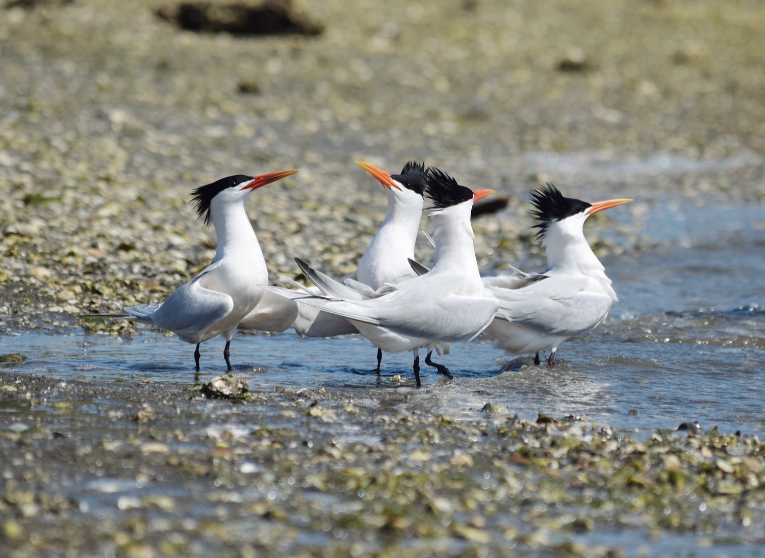 Elegant terns at Upper Newport Bay, near Costa Mesa