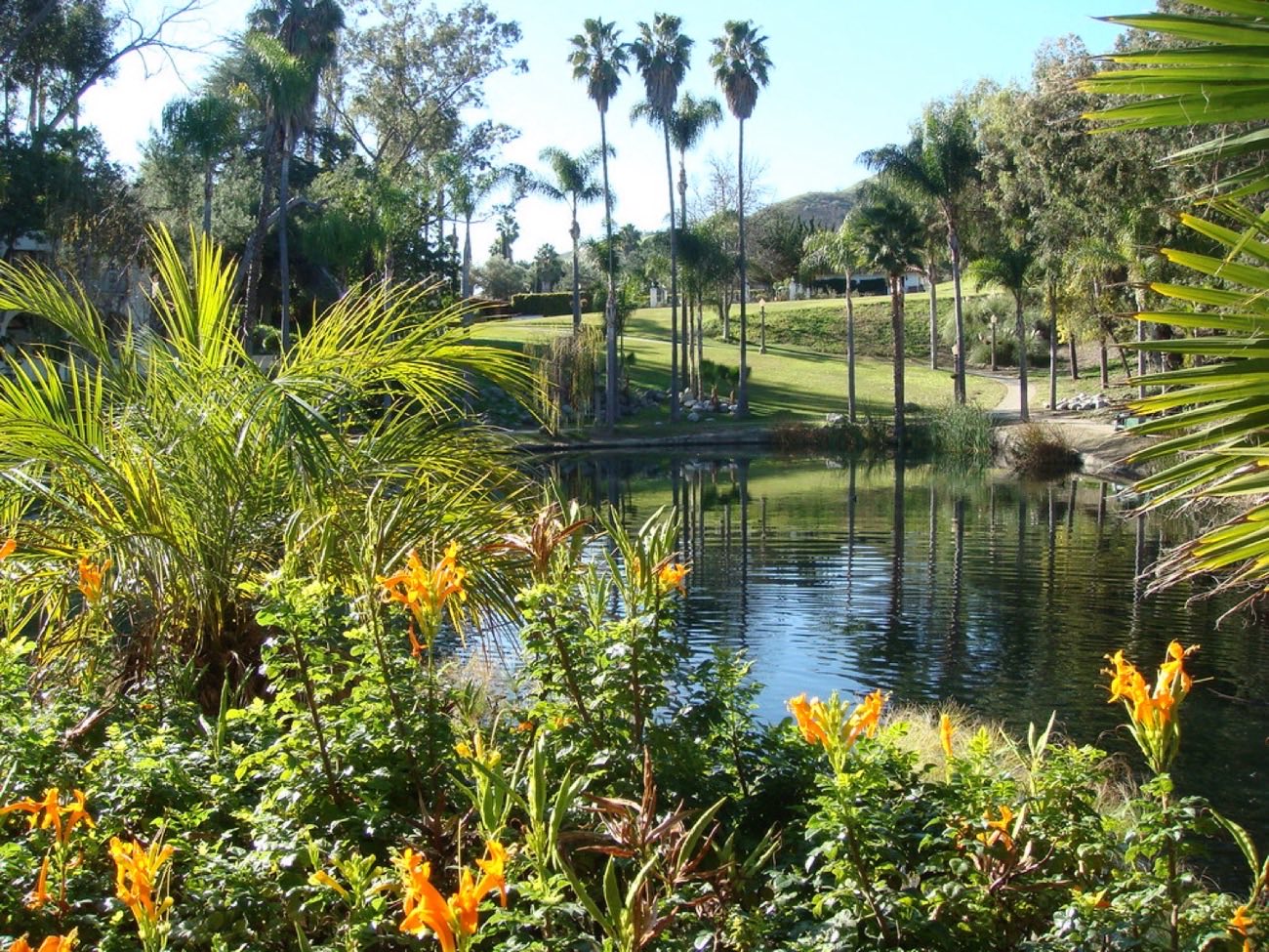 A palm-lined park and pond in Southern California